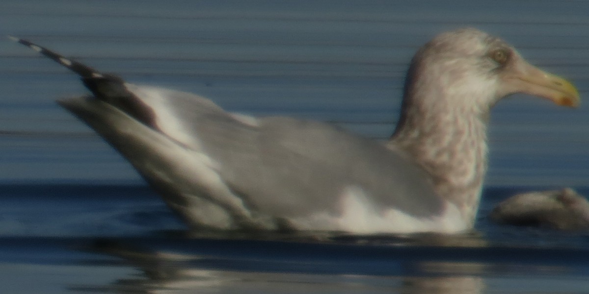 Gaviota Argéntea (americana) - ML163255721