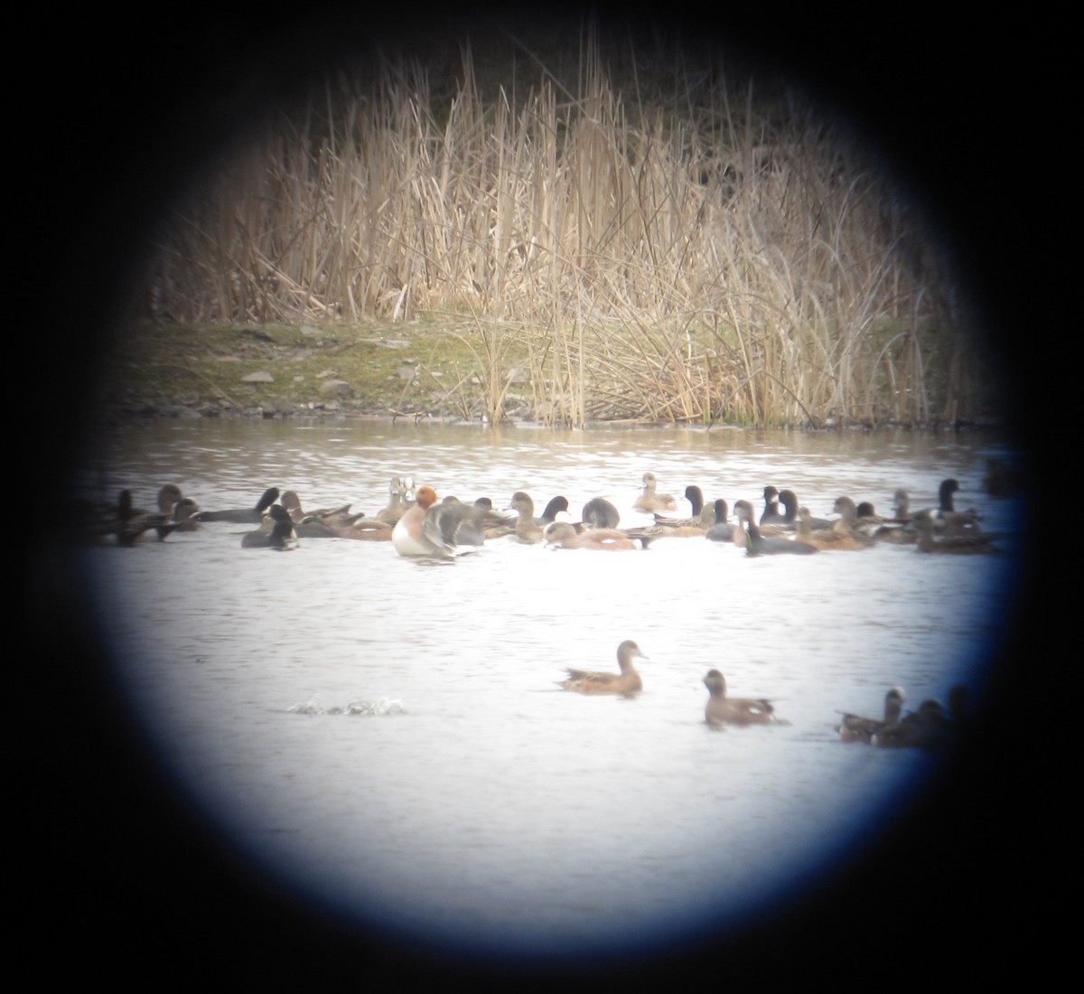 Eurasian Wigeon - ML163255821