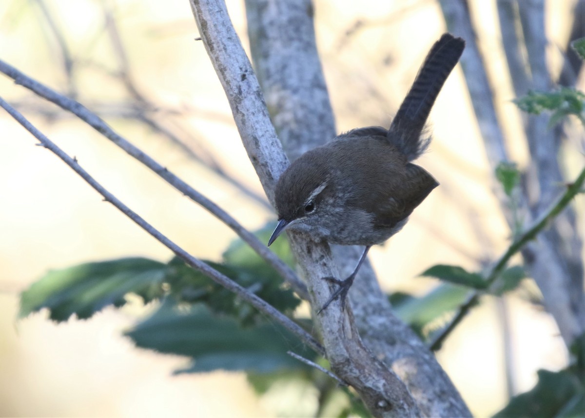 Bewick's Wren - ML163257091