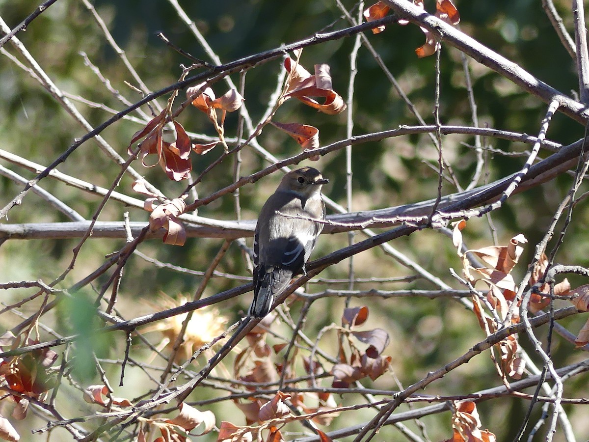 Gobemouche noir - ML163258891