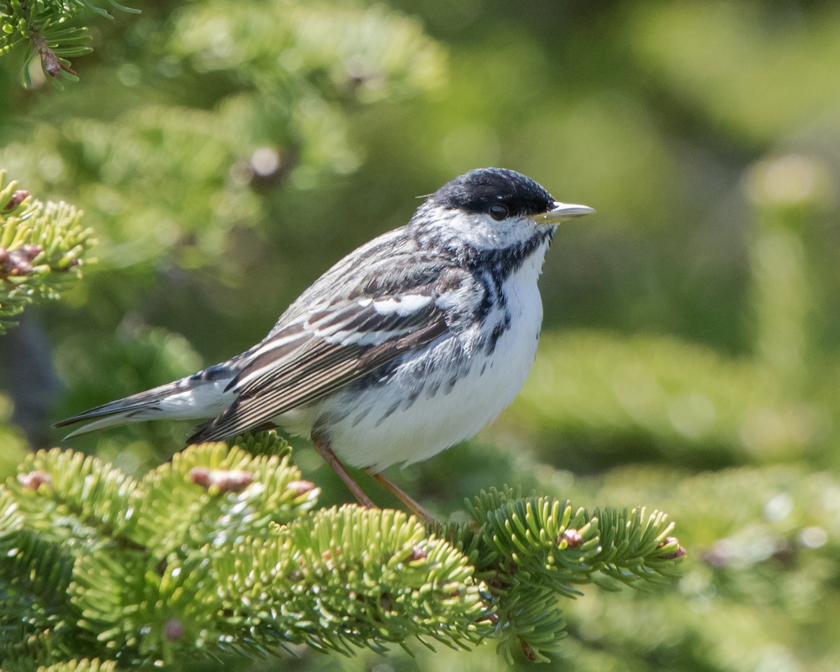 Blackpoll Warbler - ML163259061