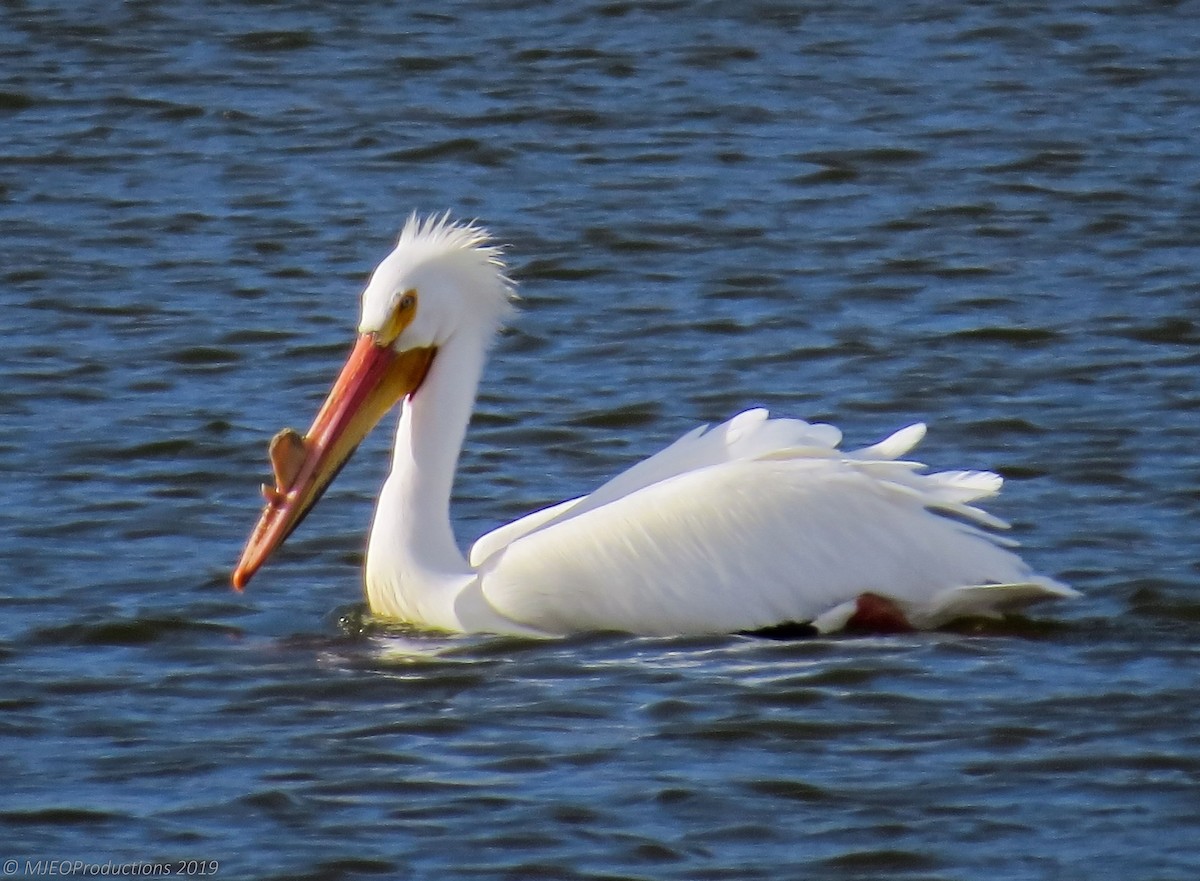 pelikán severoamerický - ML163261391