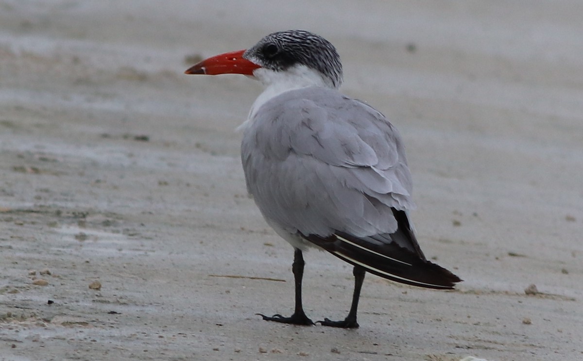 Caspian Tern - Gary Leavens