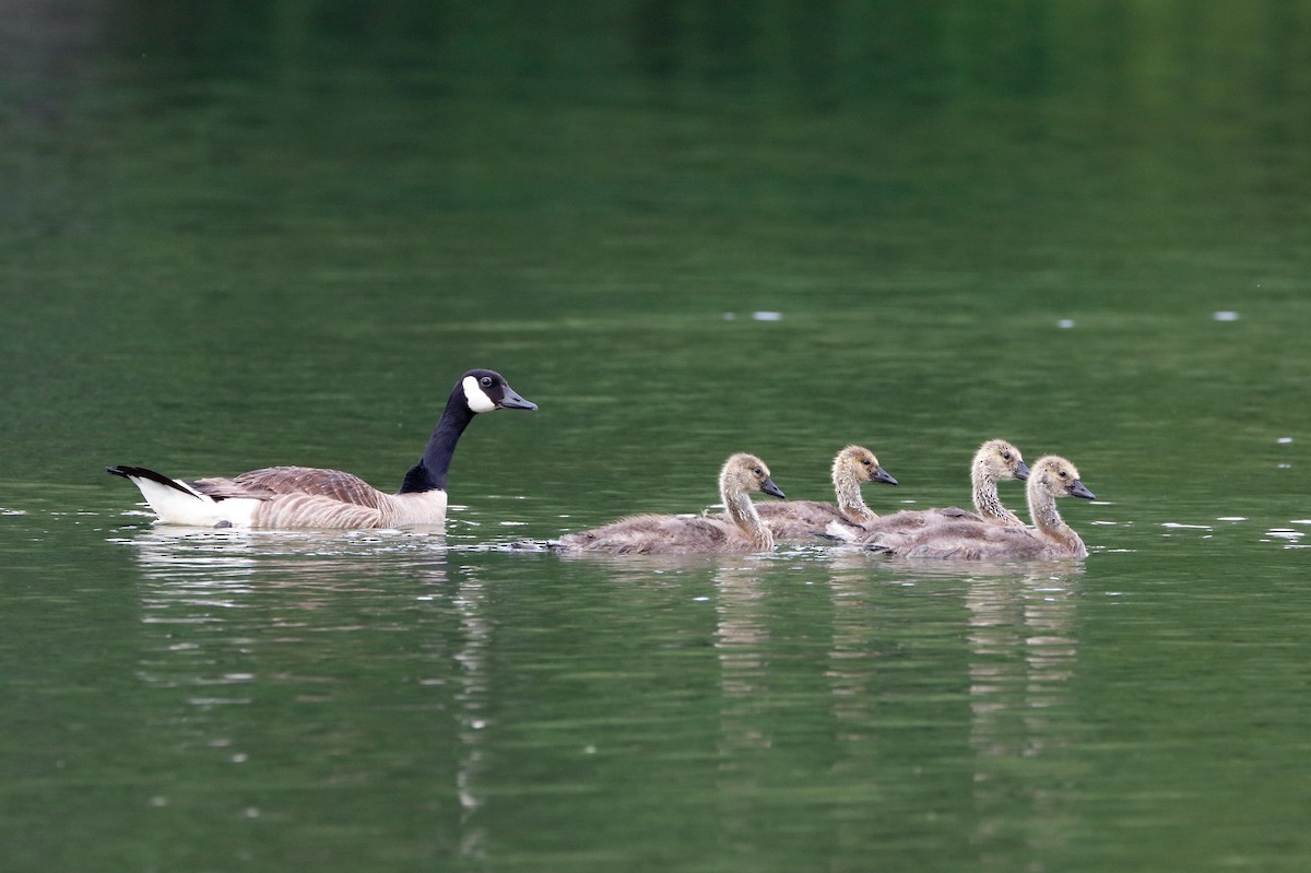 Canada Goose - ML163262301