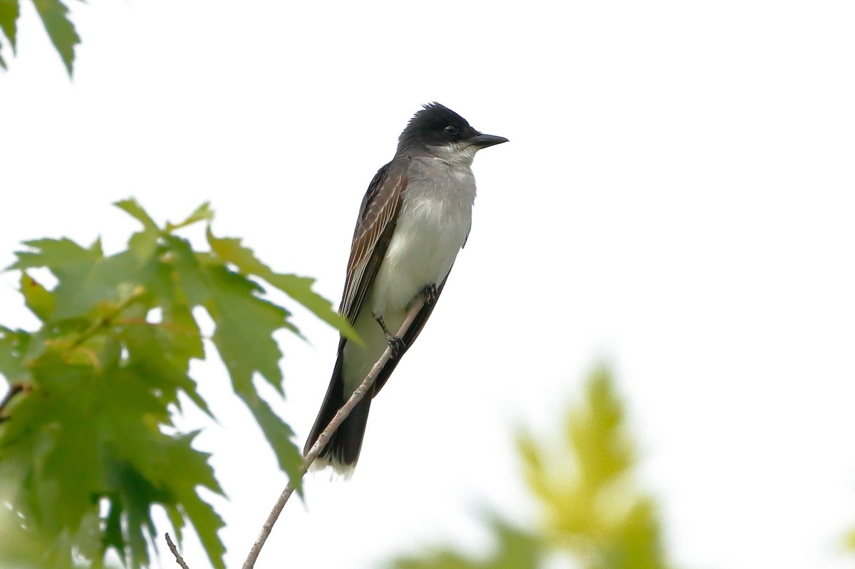 Eastern Kingbird - ML163262421