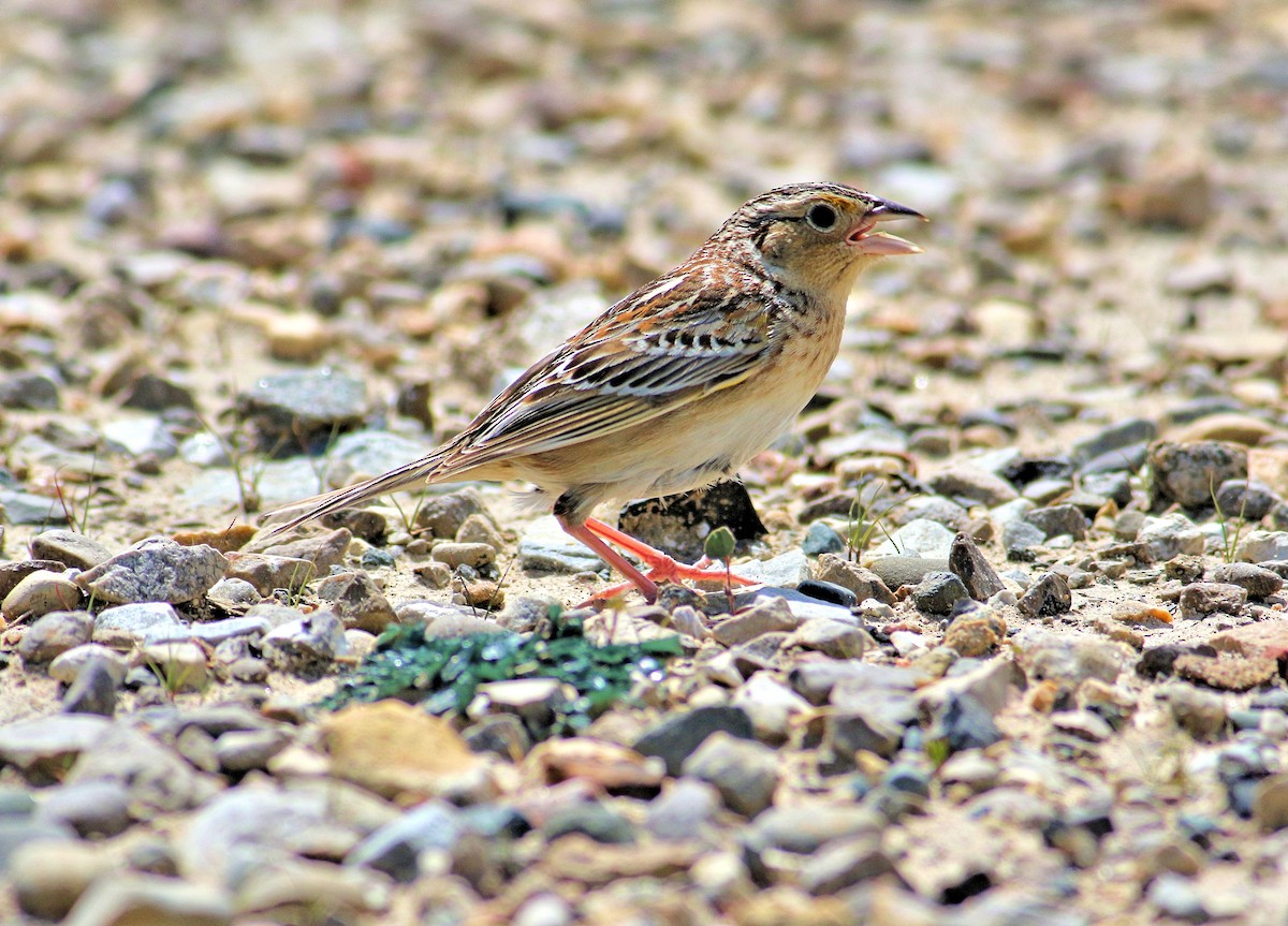 Grasshopper Sparrow - John  Cameron