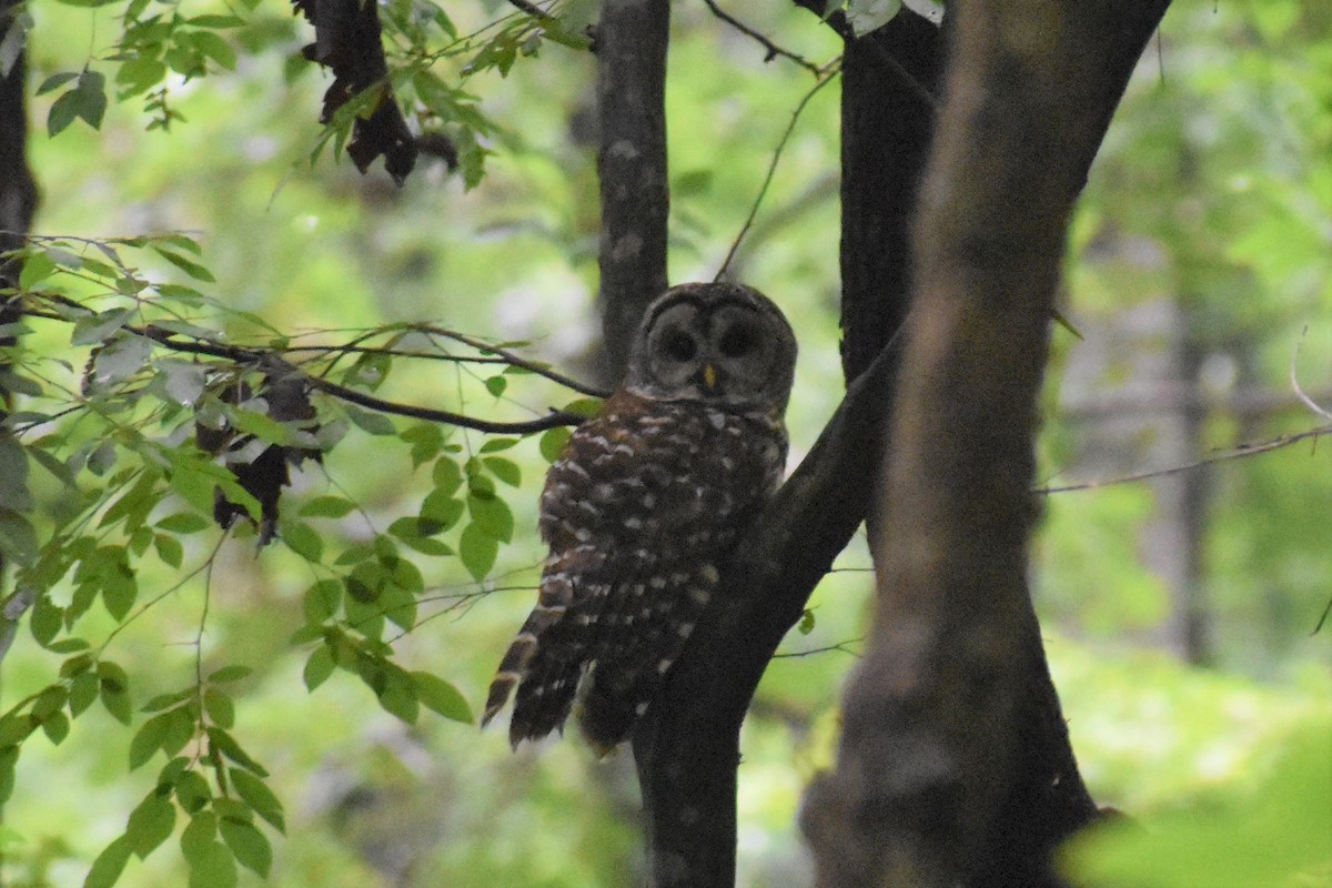 Barred Owl - ML163264621