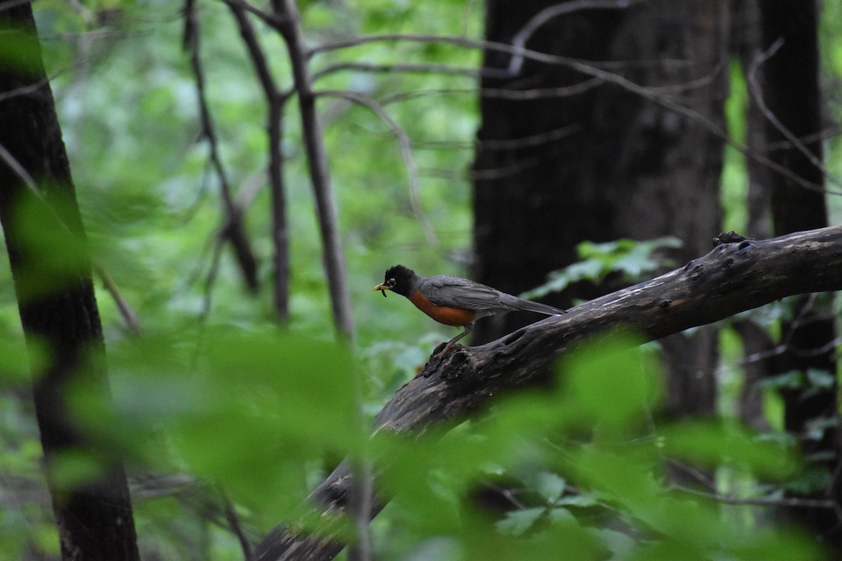 American Robin - ML163264881