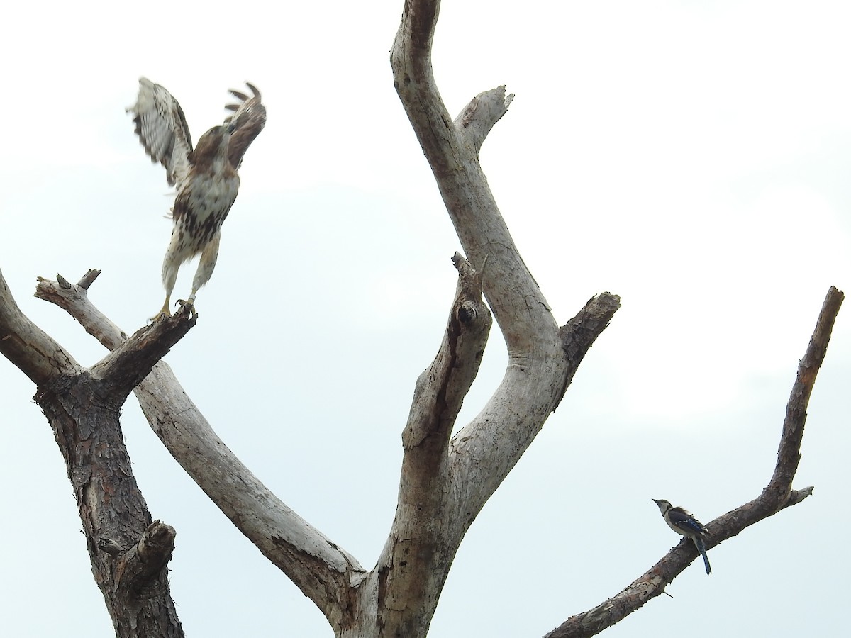 Red-tailed Hawk - Paul Waton