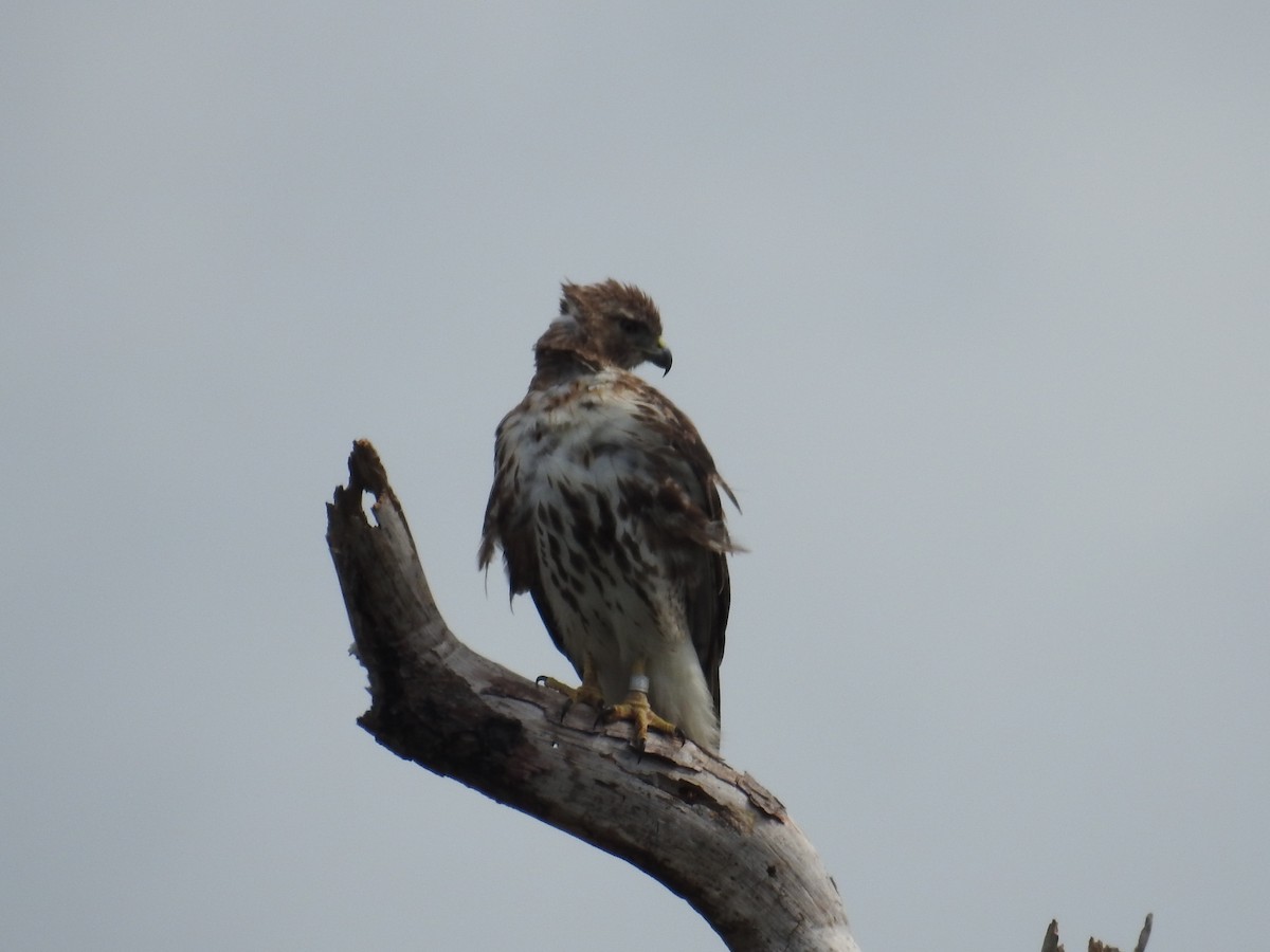 Red-tailed Hawk - Paul Waton