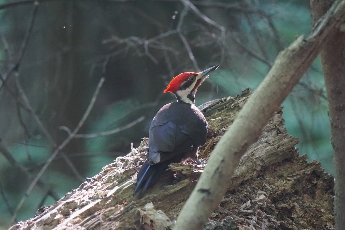 Pileated Woodpecker - ML163266641