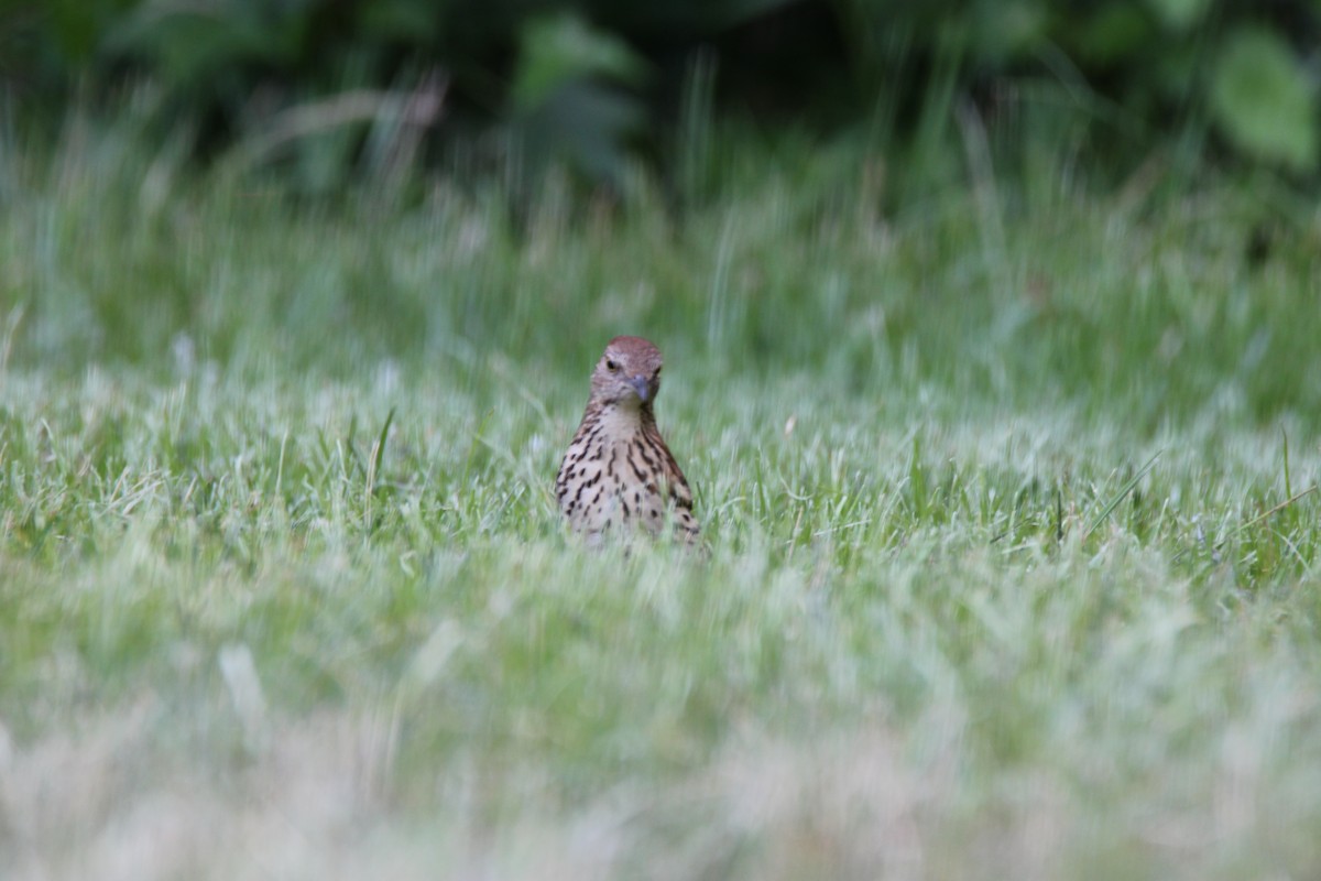 Brown Thrasher - ML163271771