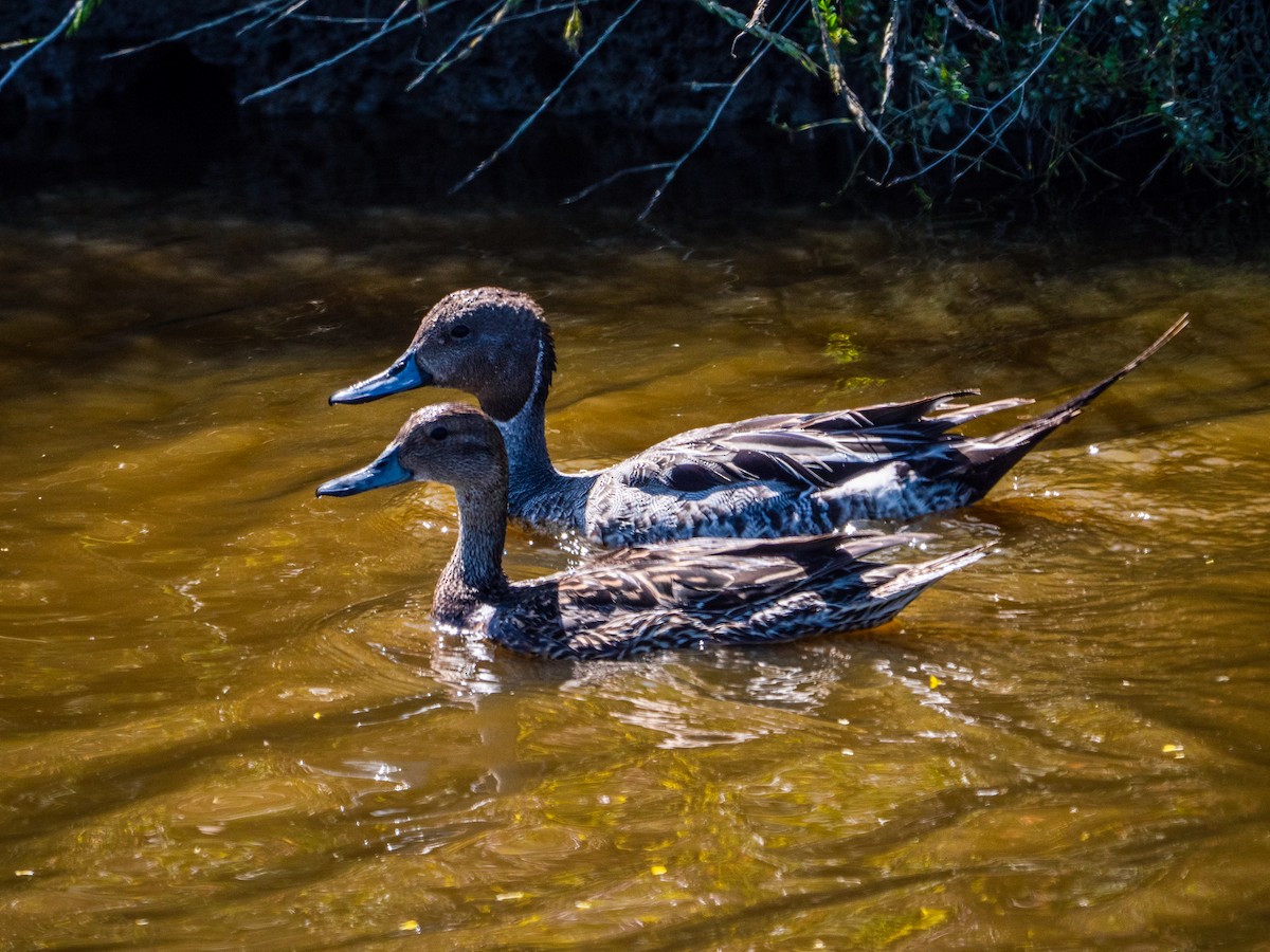 Northern Pintail - ML163272971