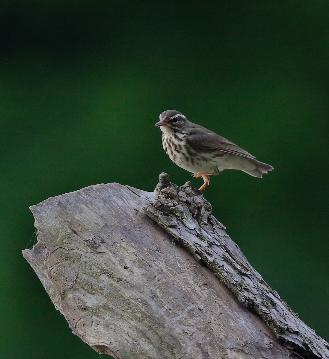 Louisiana Waterthrush - ML163274421