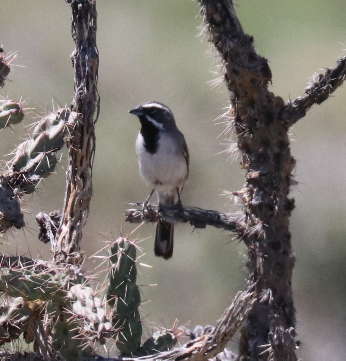 Black-throated Sparrow - ML163281011