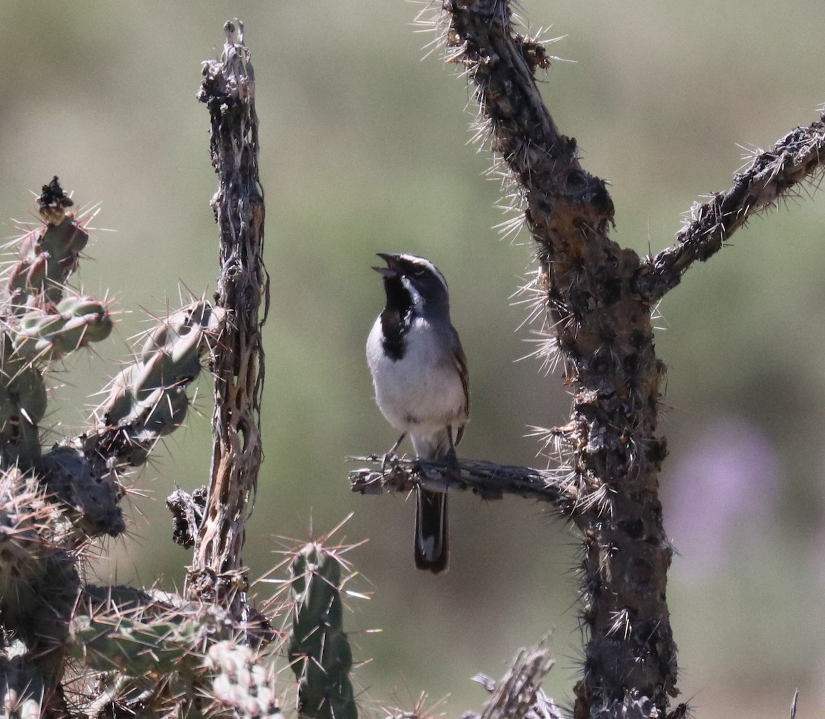 Black-throated Sparrow - ML163281021