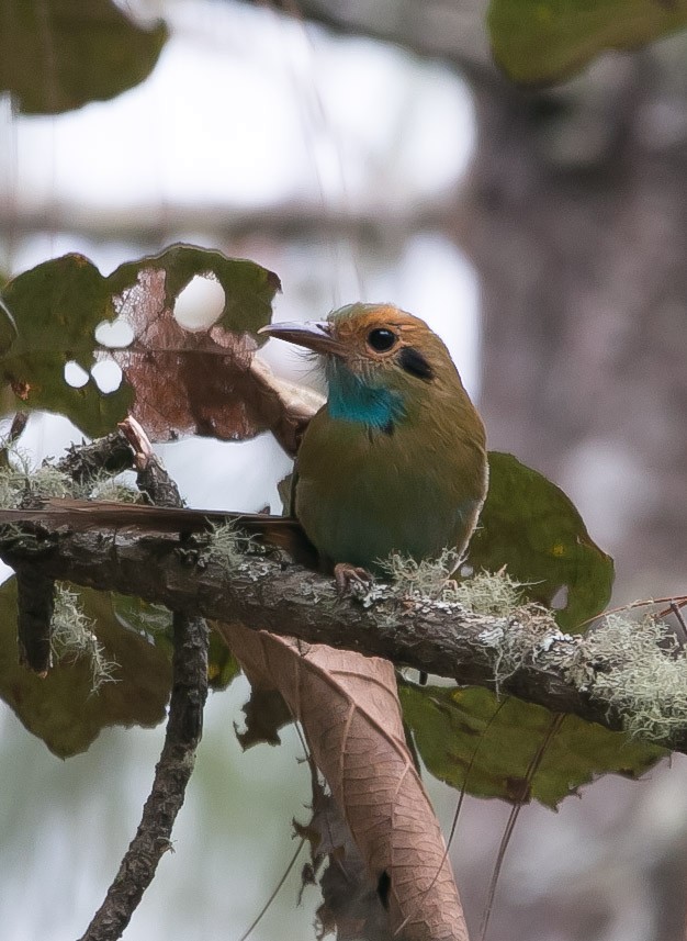 Blue-throated Motmot - Isaias Morataya