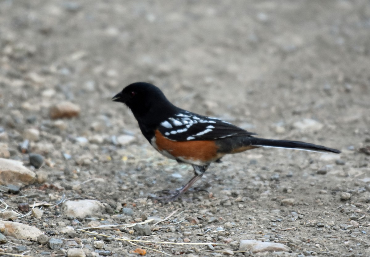 Spotted Towhee - ML163281751