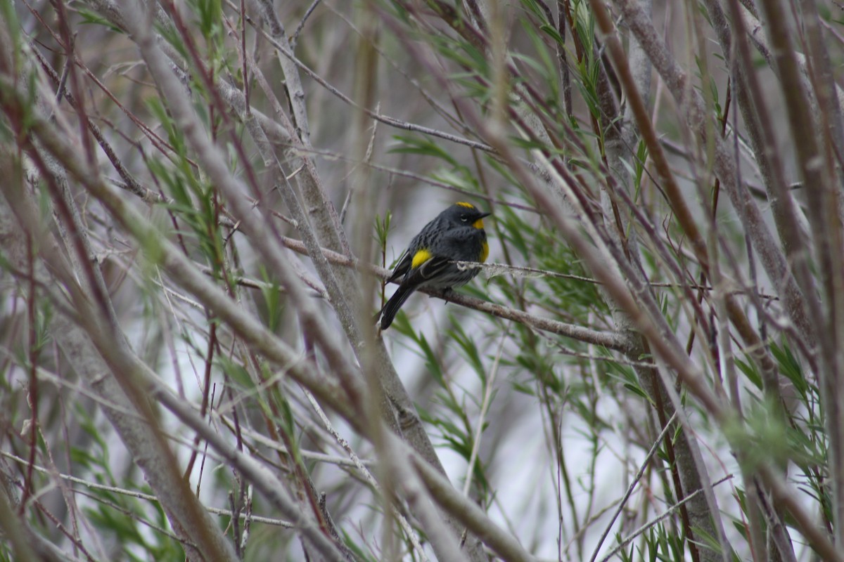 Yellow-rumped Warbler - ML163283681