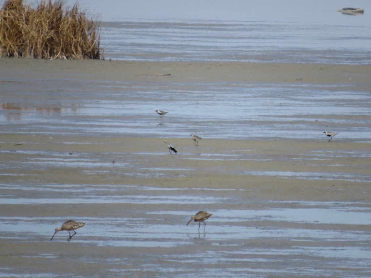 Black-bellied Plover - ML163286371