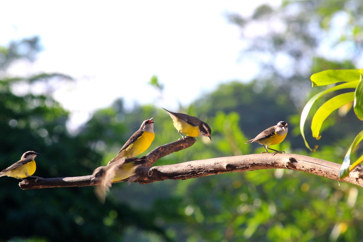 Bananaquit - João Carlos Milanelli Milanelli