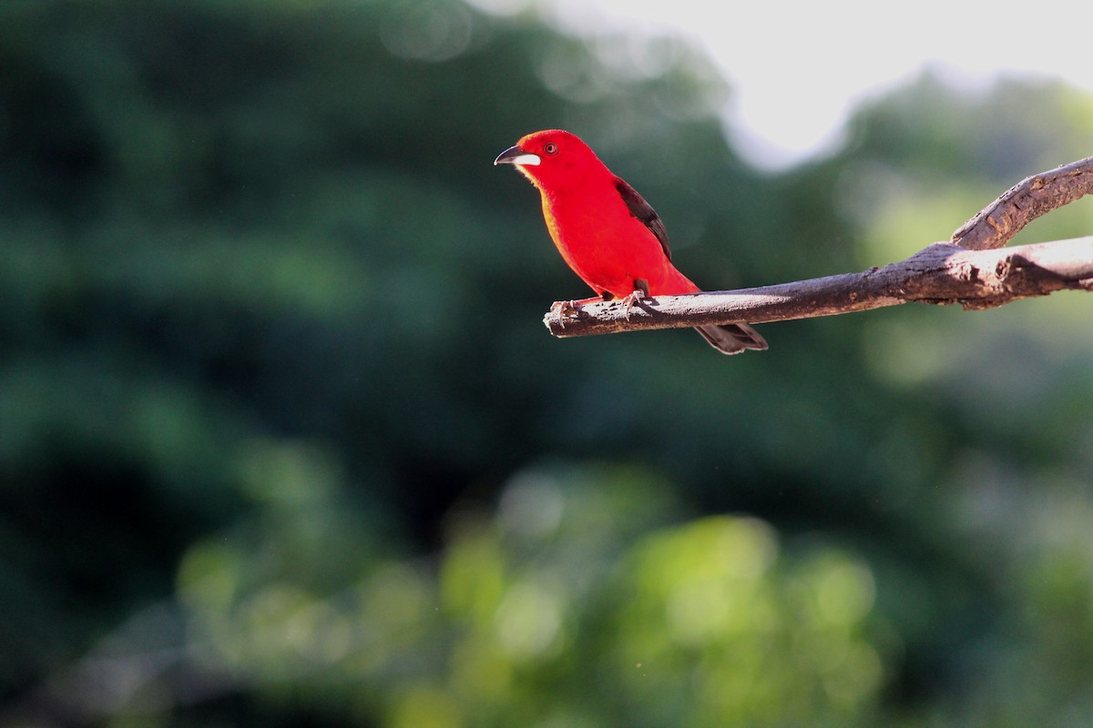 Brazilian Tanager - ML163287781