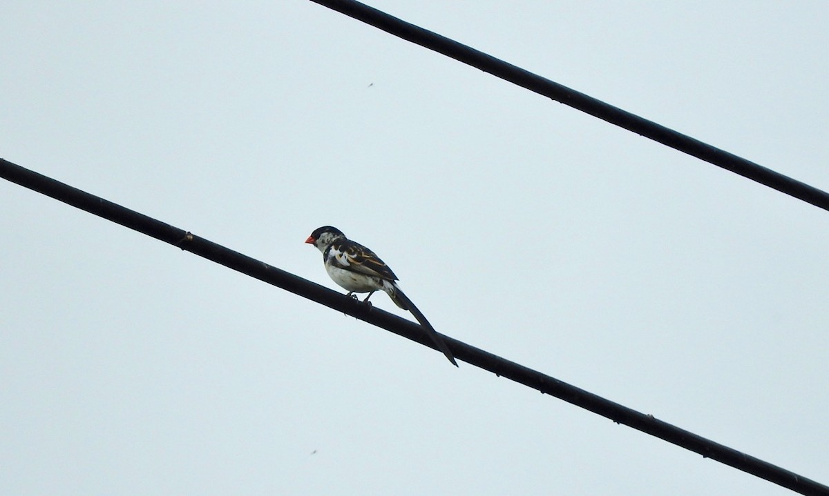 Pin-tailed Whydah - ML163287831