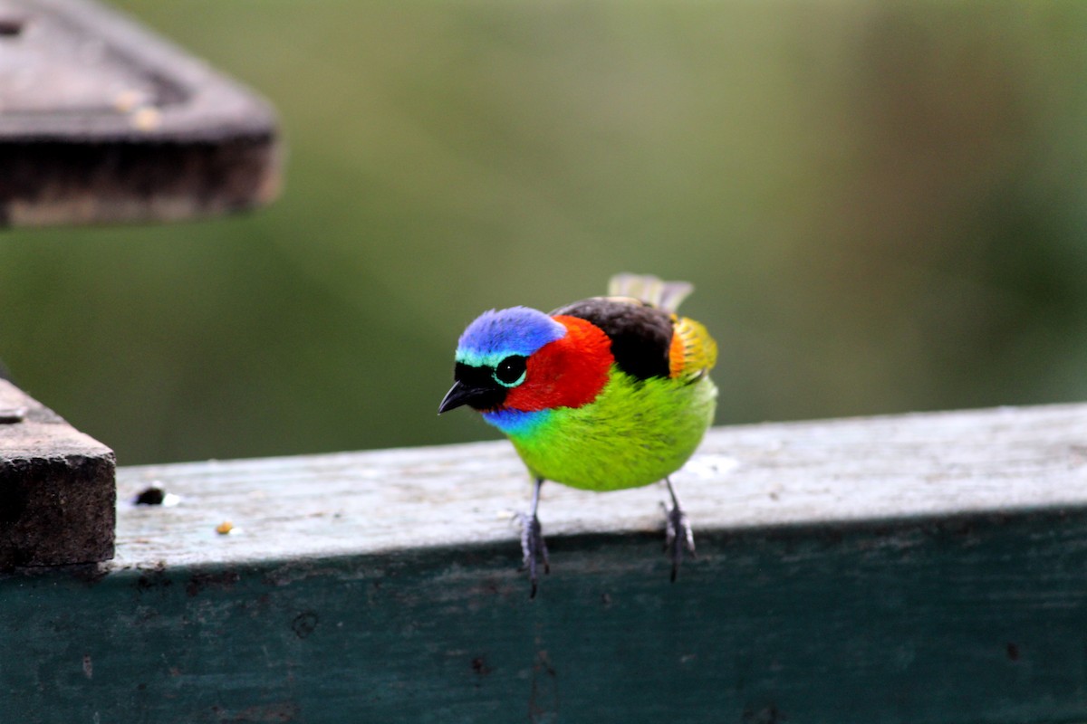 Red-necked Tanager - ML163287841