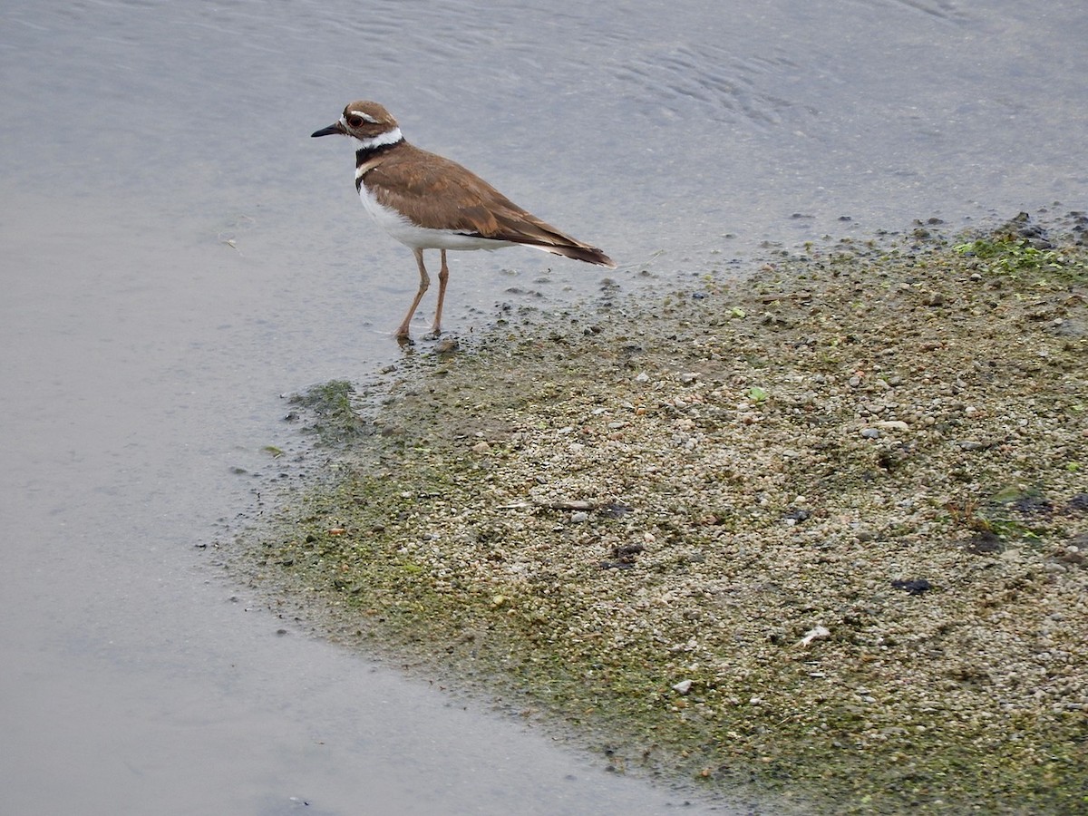 Killdeer - ML163287981