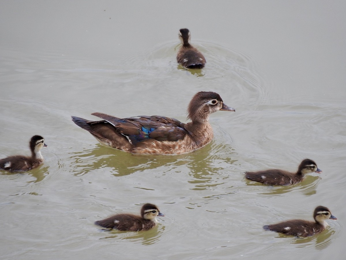 Wood Duck - ML163288031