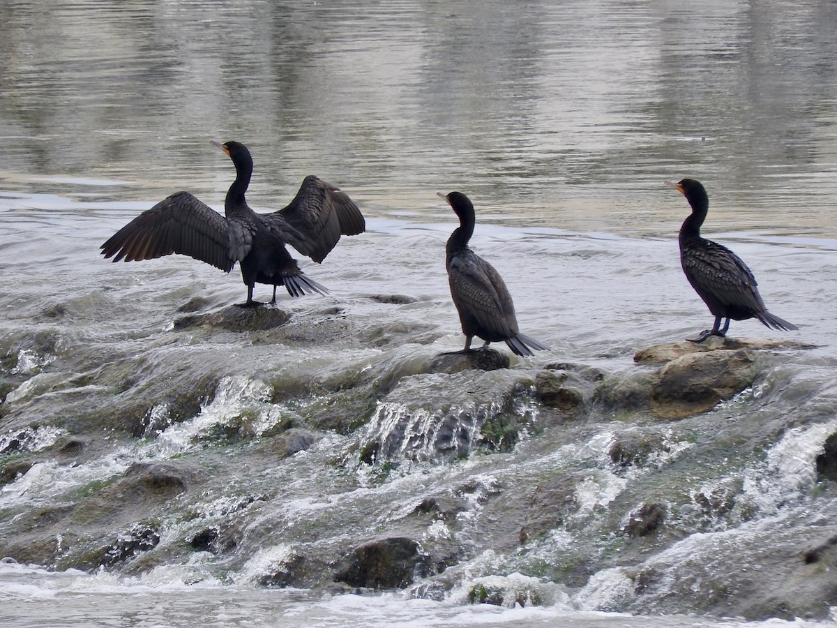 Double-crested Cormorant - Kurt Wahl