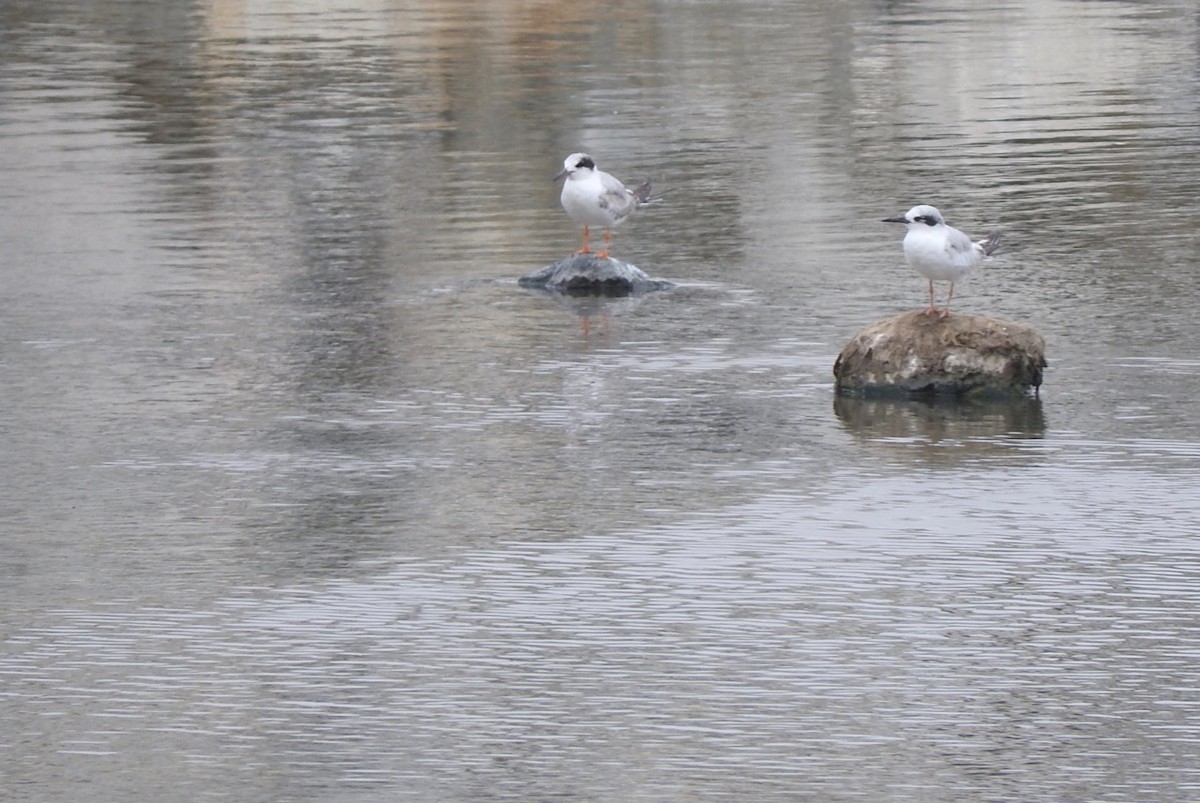 Forster's Tern - ML163288231