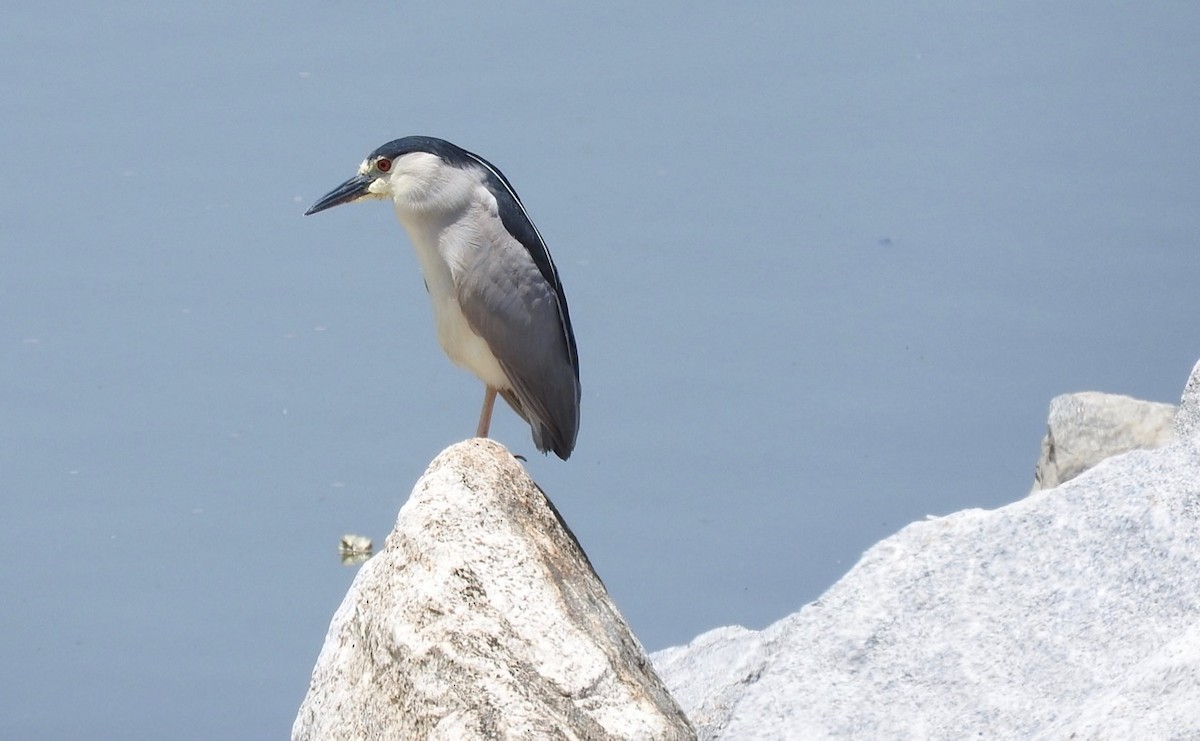 Black-crowned Night Heron - ML163288291