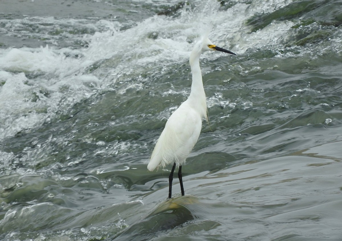 Snowy Egret - ML163288401