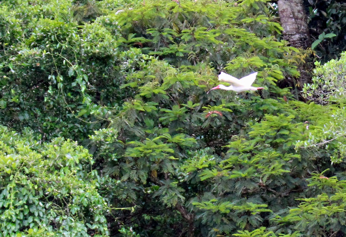 White Ibis - Charlie Doggett