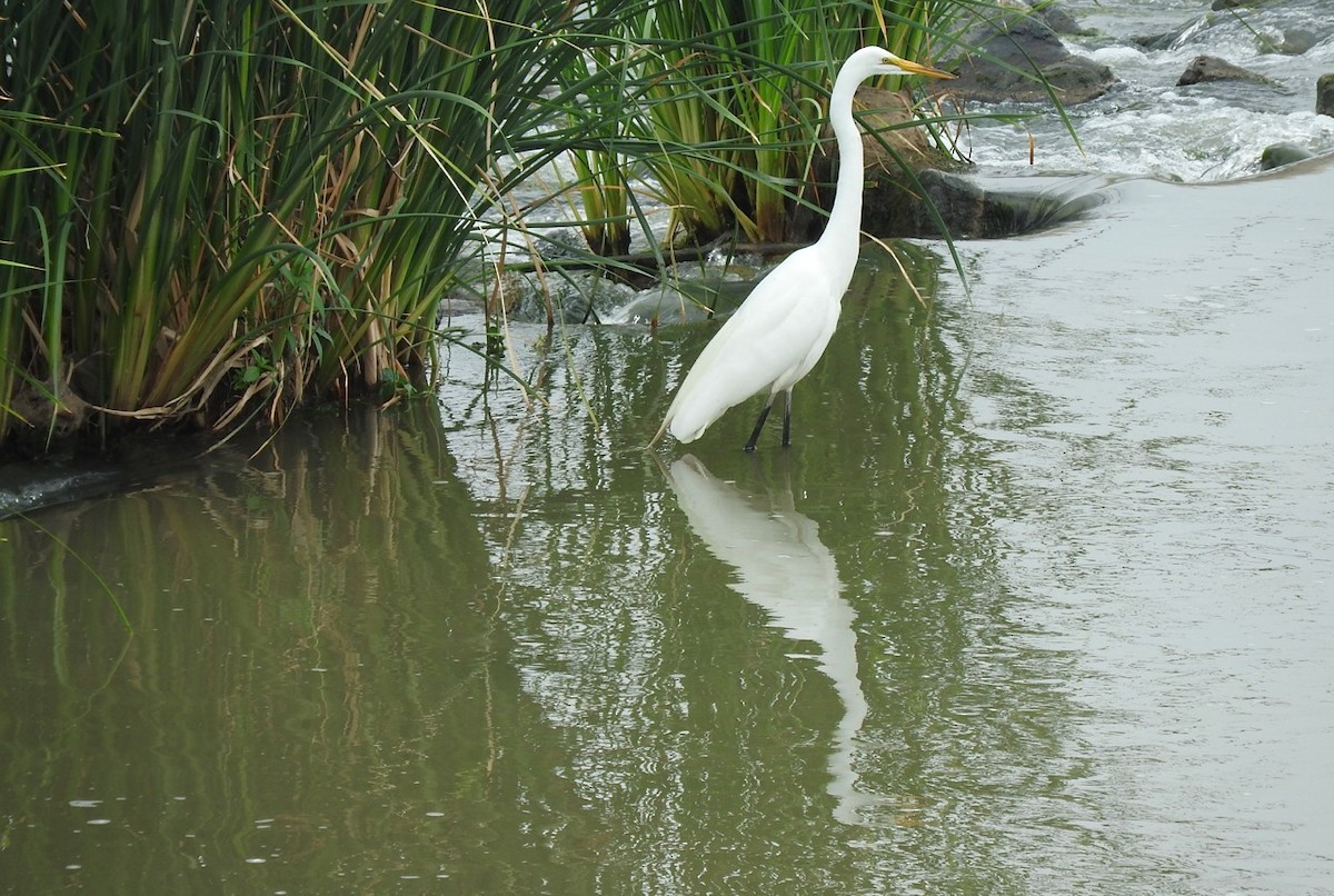 Great Egret - ML163288451