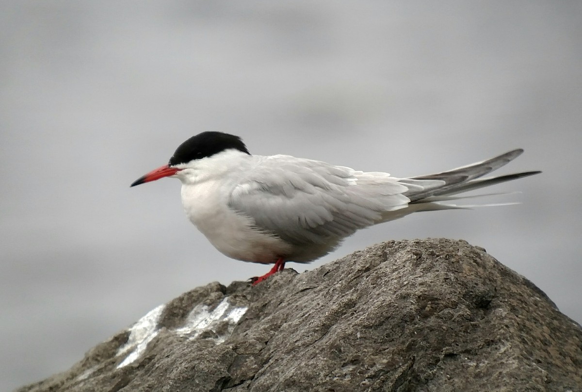Common Tern - ML163290011