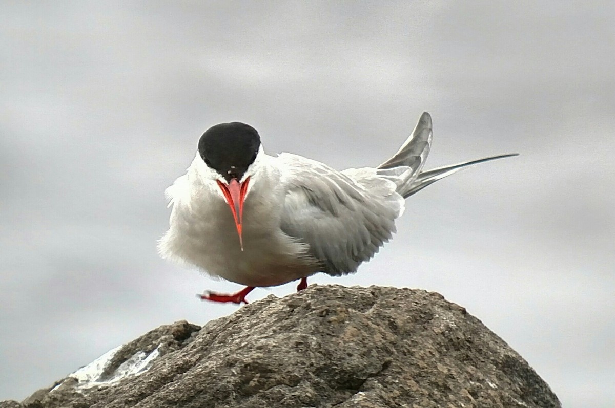 Common Tern - ML163290031