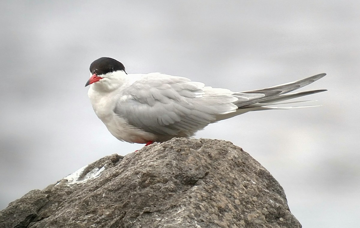 Common Tern - ML163290061