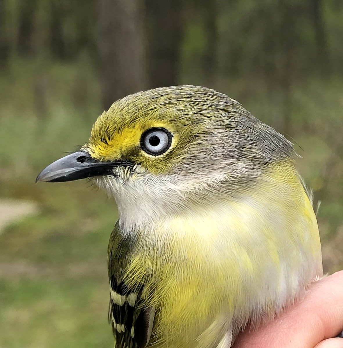 Ak Gözlü Vireo - ML163290531