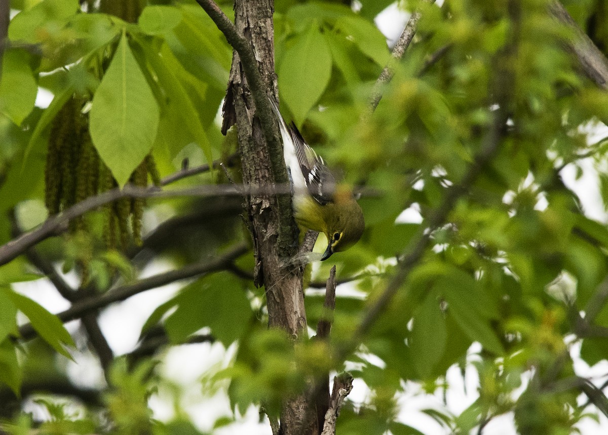 Yellow-throated Vireo - ML163291011