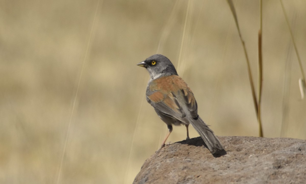 Yellow-eyed Junco - ML163291741