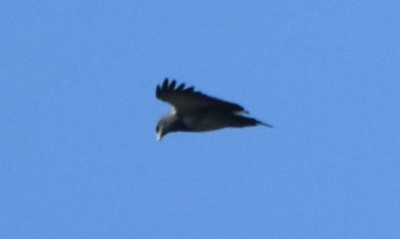 Black-chested Buzzard-Eagle - Joe Gyekis