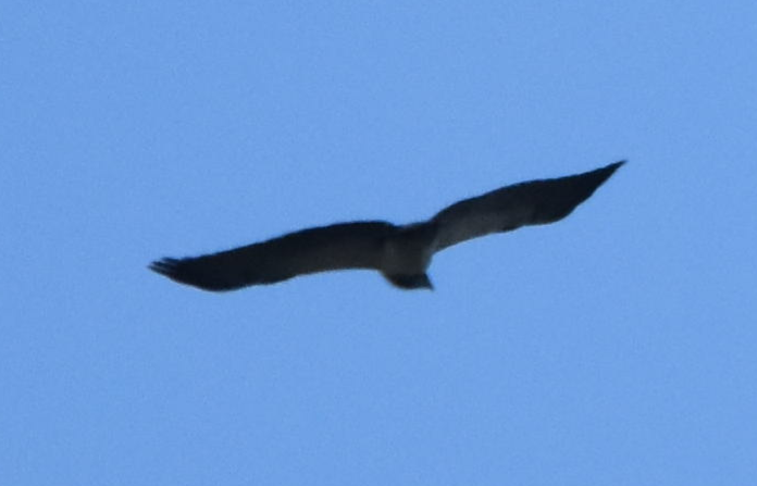 Black-chested Buzzard-Eagle - Joe Gyekis