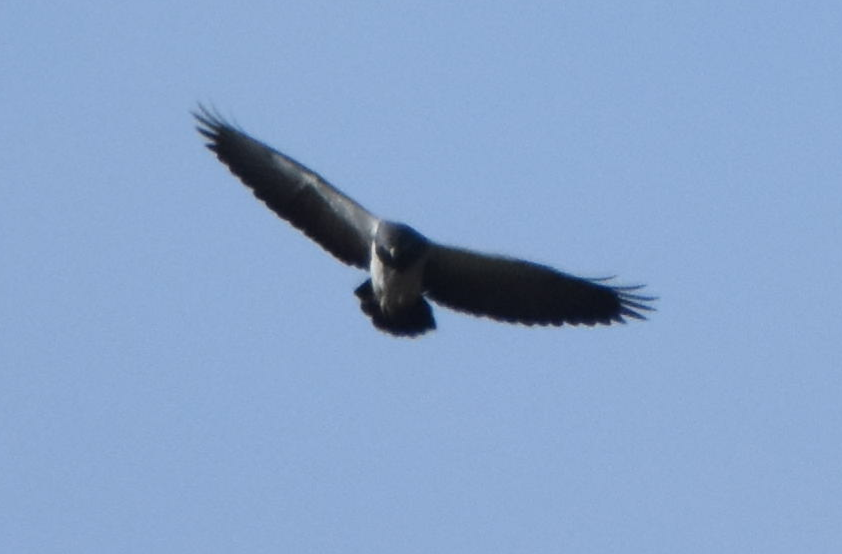 Black-chested Buzzard-Eagle - Joe Gyekis