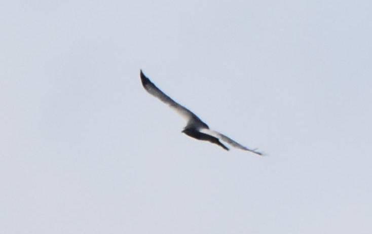 Black-chested Buzzard-Eagle - Joe Gyekis