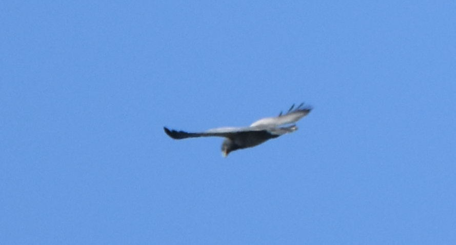 Black-chested Buzzard-Eagle - Joe Gyekis