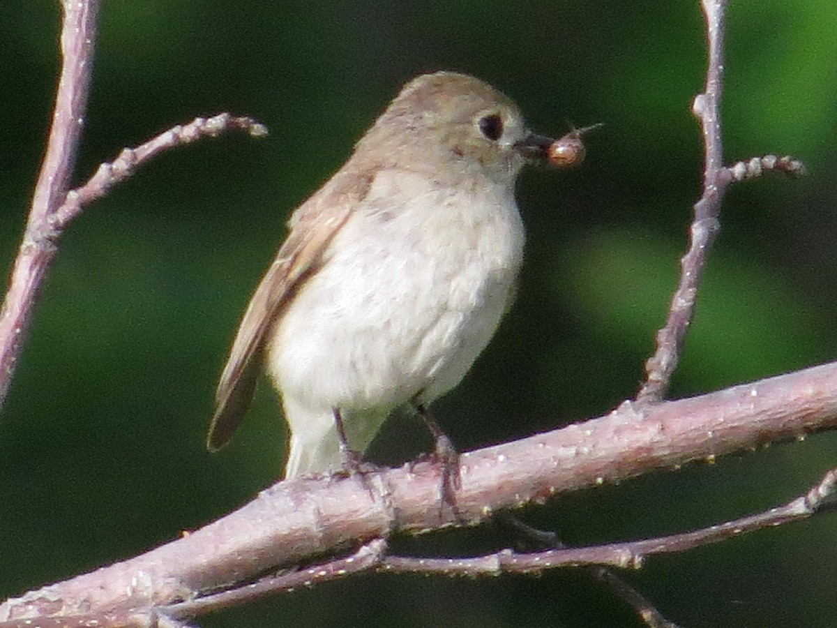 Taiga Flycatcher - ML163293601