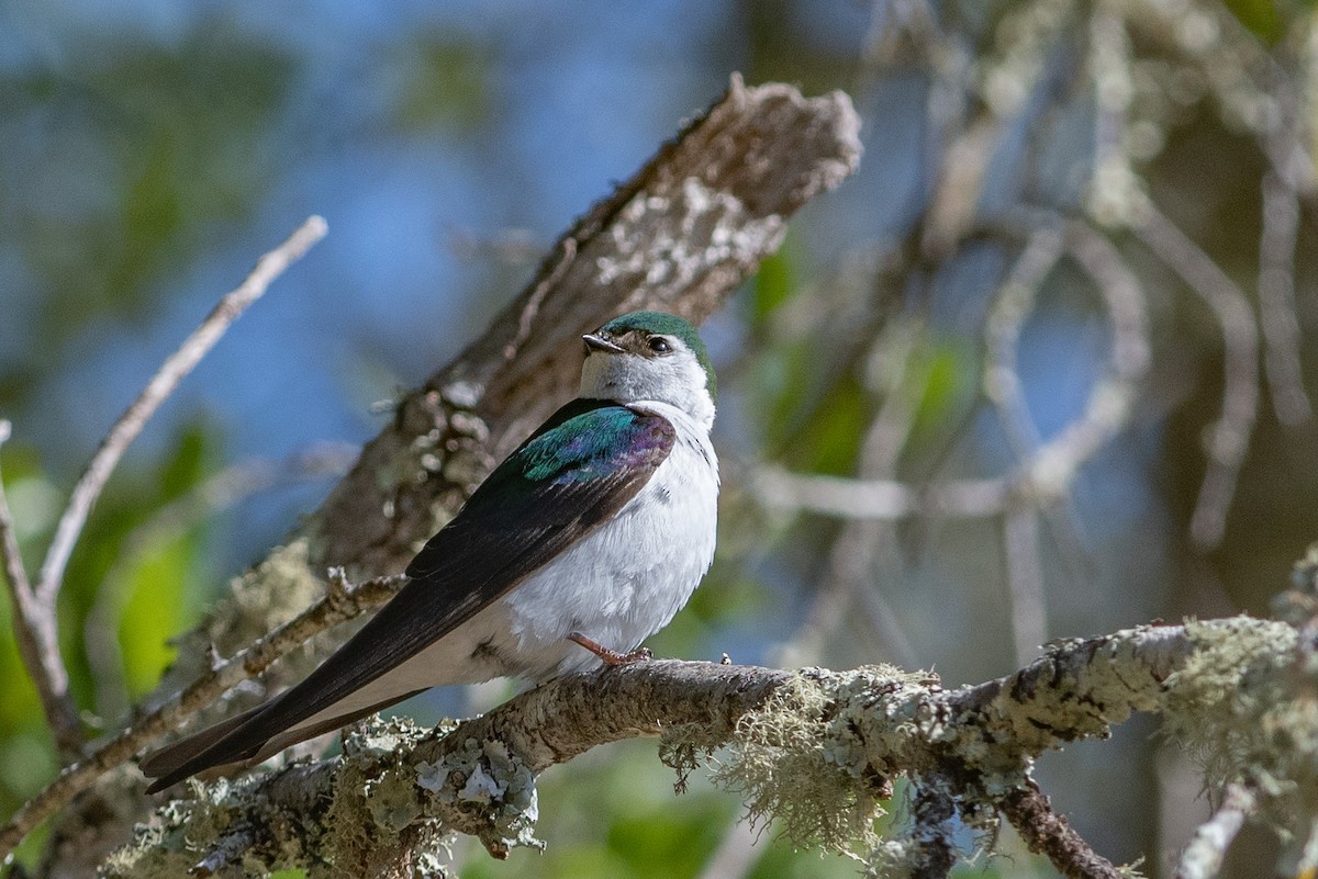 Violet-green Swallow - ML163294041