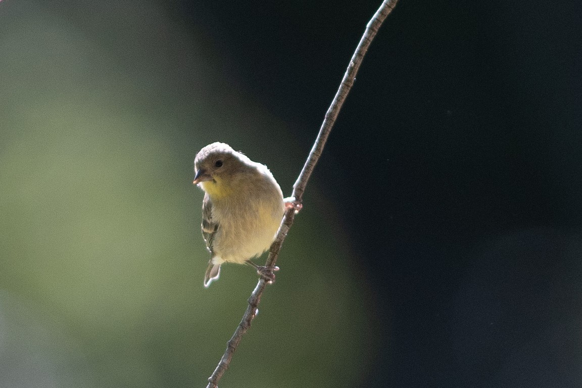 Lesser Goldfinch - ML163294091